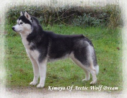 Kimaya of Arctic Wolf Dream