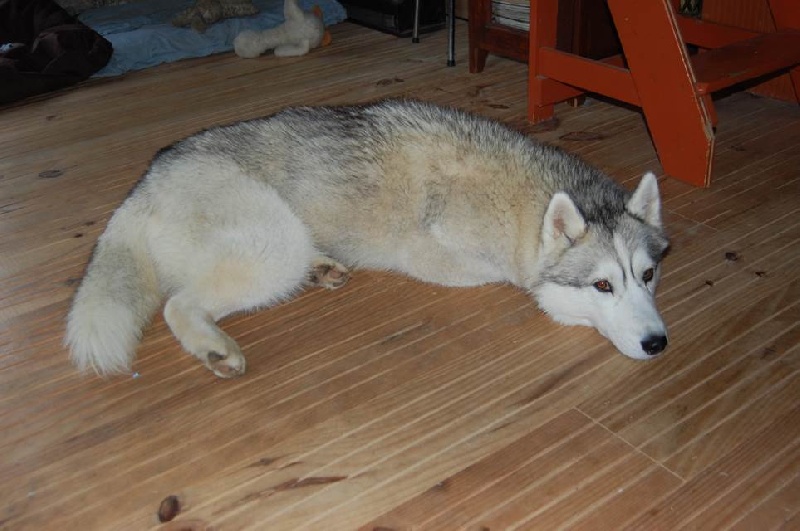 Glayva imperiale of Arctic Wolf Dream