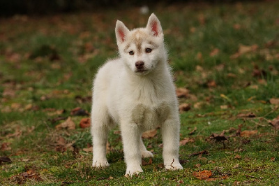 of Arctic Wolf Dream  - Siberian Husky - Portée née le 25/10/2023