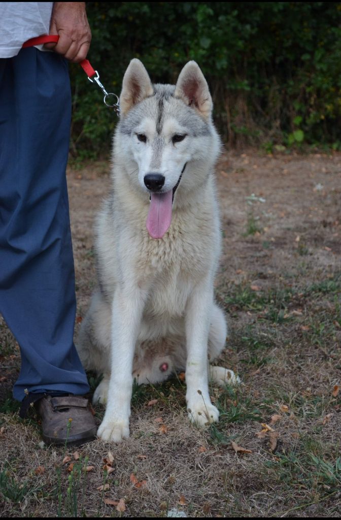 of Arctic Wolf Dream  - Chiot disponible  - Siberian Husky