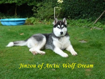 Jinzou of Arctic Wolf Dream