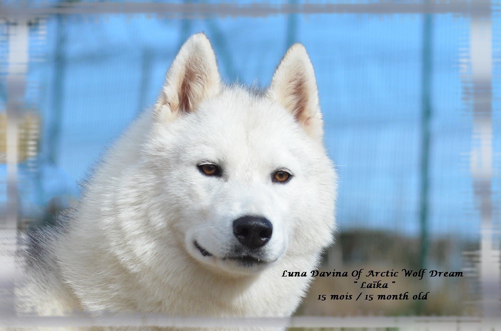 Luna davina of Arctic Wolf Dream