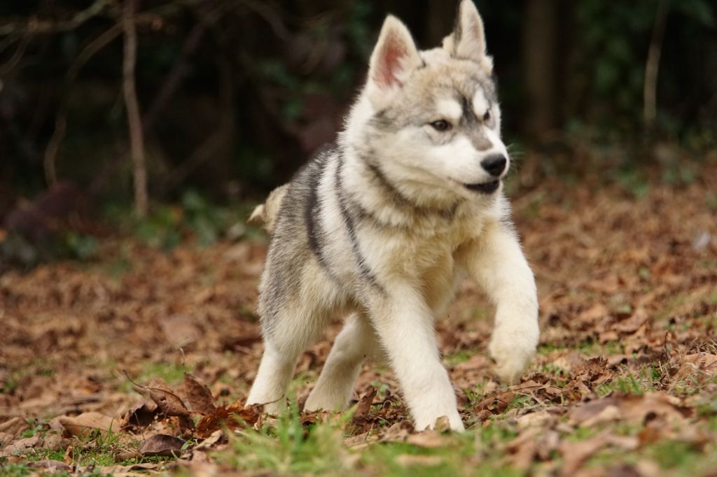 of Arctic Wolf Dream  - Available Puppies - Siberian Husky