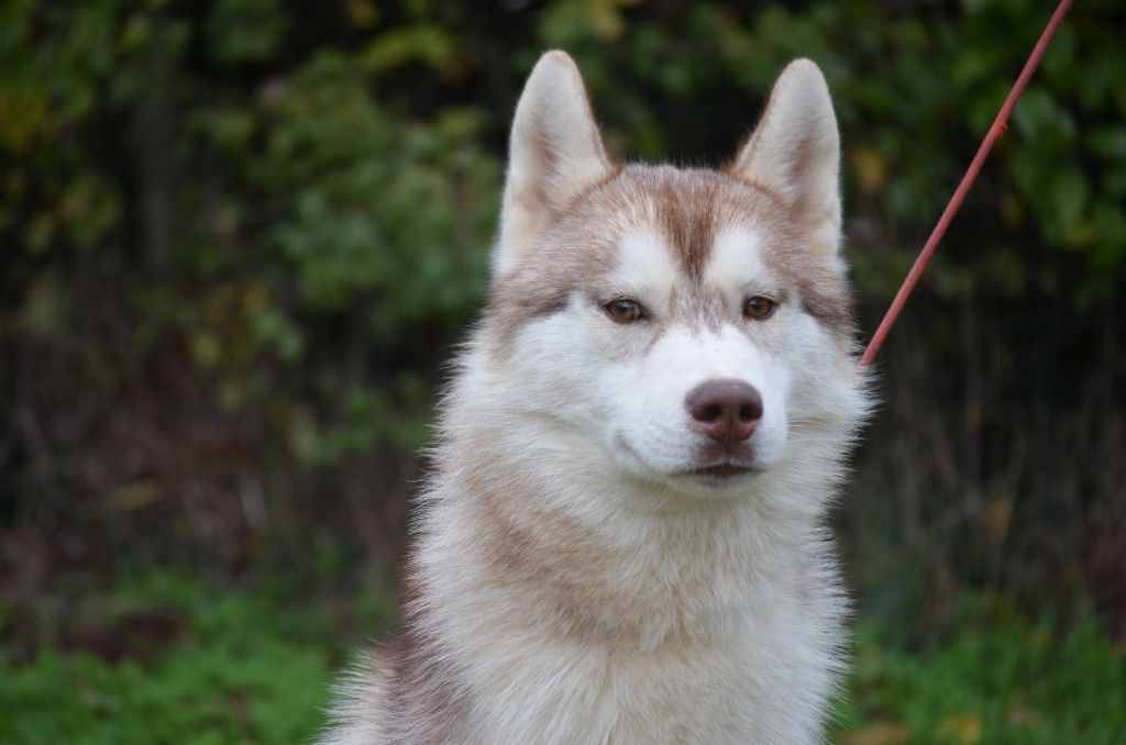 of Arctic Wolf Dream  - Chiot disponible  - Siberian Husky