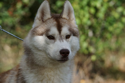 of Arctic Wolf Dream  - Siberian Husky - Portée née le 11/03/2022