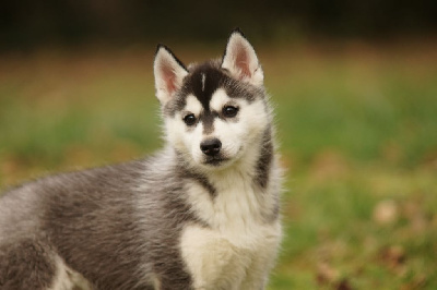 of Arctic Wolf Dream  - Siberian Husky - Portée née le 25/10/2023
