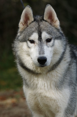 of Arctic Wolf Dream  - Siberian Husky - Portée née le 22/11/2022