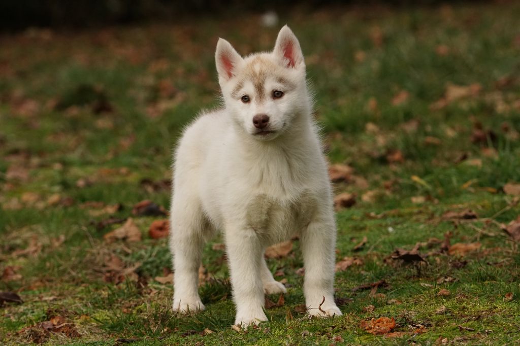 of Arctic Wolf Dream  - Available Puppies - Siberian Husky