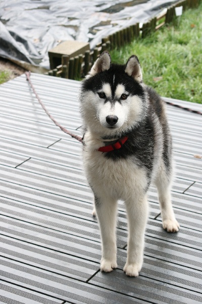 Iron eagle of Arctic Wolf Dream 