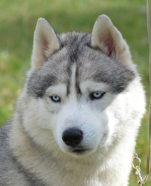 okami's One man show