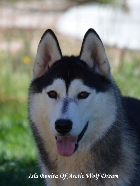 Isla bonita of Arctic Wolf Dream 