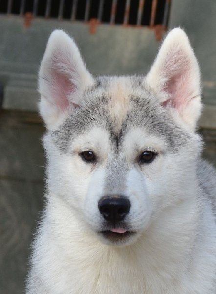 Just my imagination of Arctic Wolf Dream