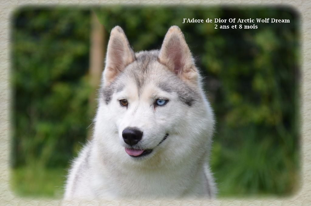 J'adore de dior of Arctic Wolf Dream 