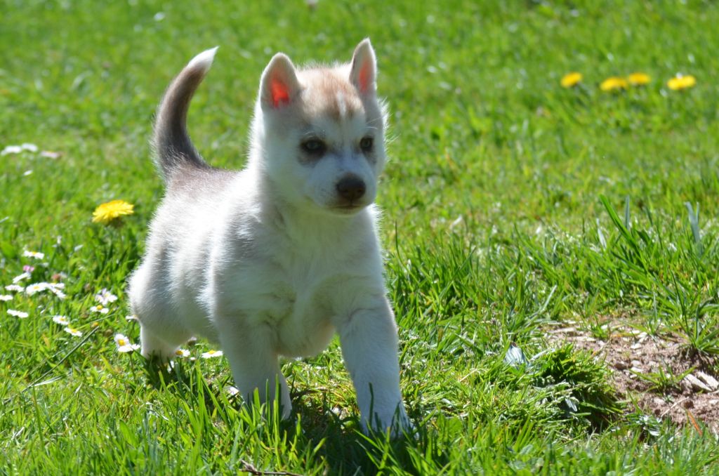 of Arctic Wolf Dream  - Siberian Husky - Portée née le 11/03/2022