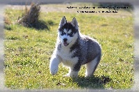 Mister Kodiak 